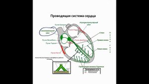 блокада правой и левой ножки пучка гиса | лучшая книга про ЭКГ