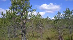 болото Бесовское. бывшее озеро. (Тейковского района, Ивановской области)