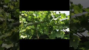 Летняя обрезка винограда