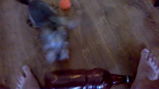 йоркширский терьер что будет если дать собачке пустую 2 литровую бутылку смотреть онлайн