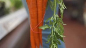 10 советов, как хранить морковь, собрав урожай