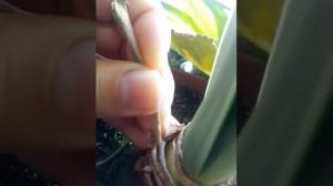 Как и когда удалять цветонос у гиппеаструма #цветы #гиппеаструм  #hippeastrum