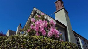 Wisteria Rhododendron Orchid Orquídea rododendro glicínia 藤 蘭 विस्टेरिया रोडोडेंड्रोन ऑर्किड