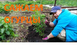 Посадка огурцов в открытый грунт / Пересадка смородины / Итоги весны 2020