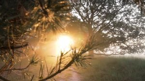 Красивый лес и лучшая музыка фортепиано!/Relaxing Nature Sounds .Звуки природы