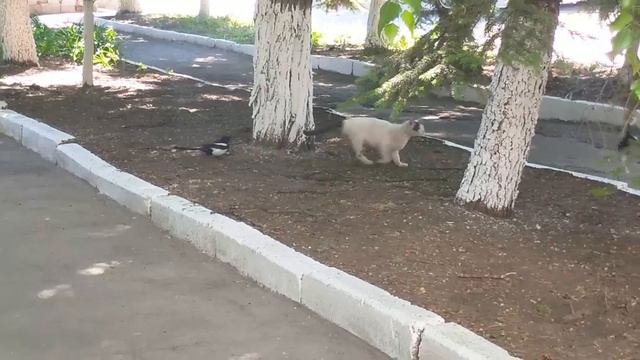 нападение.mp4