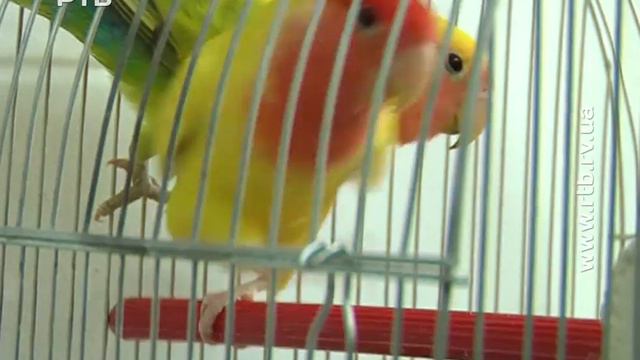 На Рівненщині жінка тримає вдома понад дві сотні папуг смотреть онлайн