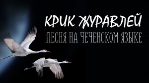 Крик журавлей, песня на чеченском языке.