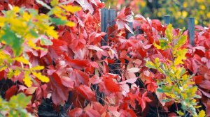 Футаж — Новые краски золотой осени. Футажи (footages) красивая природа [FullHD]