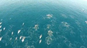 10 НАСТОЯЩИХ РУСАЛОК СНЯТЫХ НА КАМЕРУ
