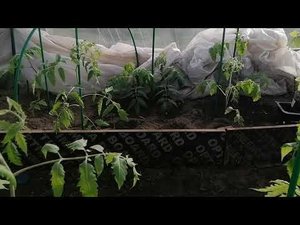 Укроп Ришелье от агрофирмы Гавриш. Обзор перед посевом