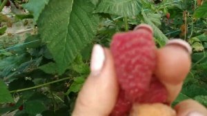 МАЛИНА МАПЕМА,ПОЛОНЕЗ,ПОЭМАТ,ЯРОСЛАВНА....