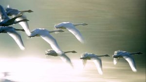 СИНИЕ ЛЕБЕДИ - Наташа Королева