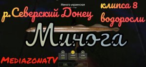#рр4 р.Северский Донец  Минога 16.07
