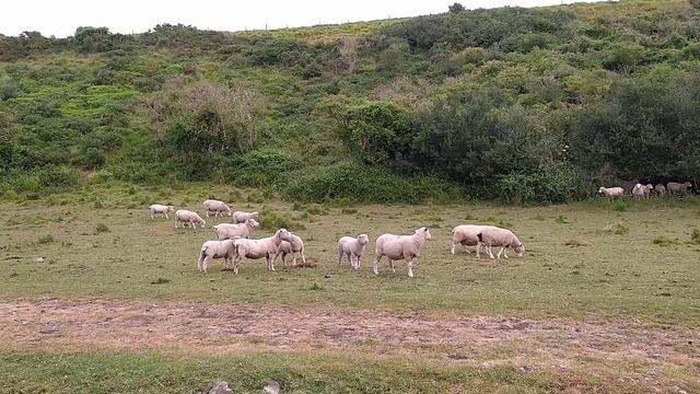 Pomeranian vs Sheeps померанец против овец или как правильно пасти овец