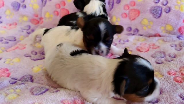 бивер щенки www.dog-mini.ru
