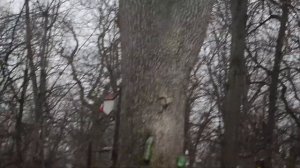 Что делают белки зимой?