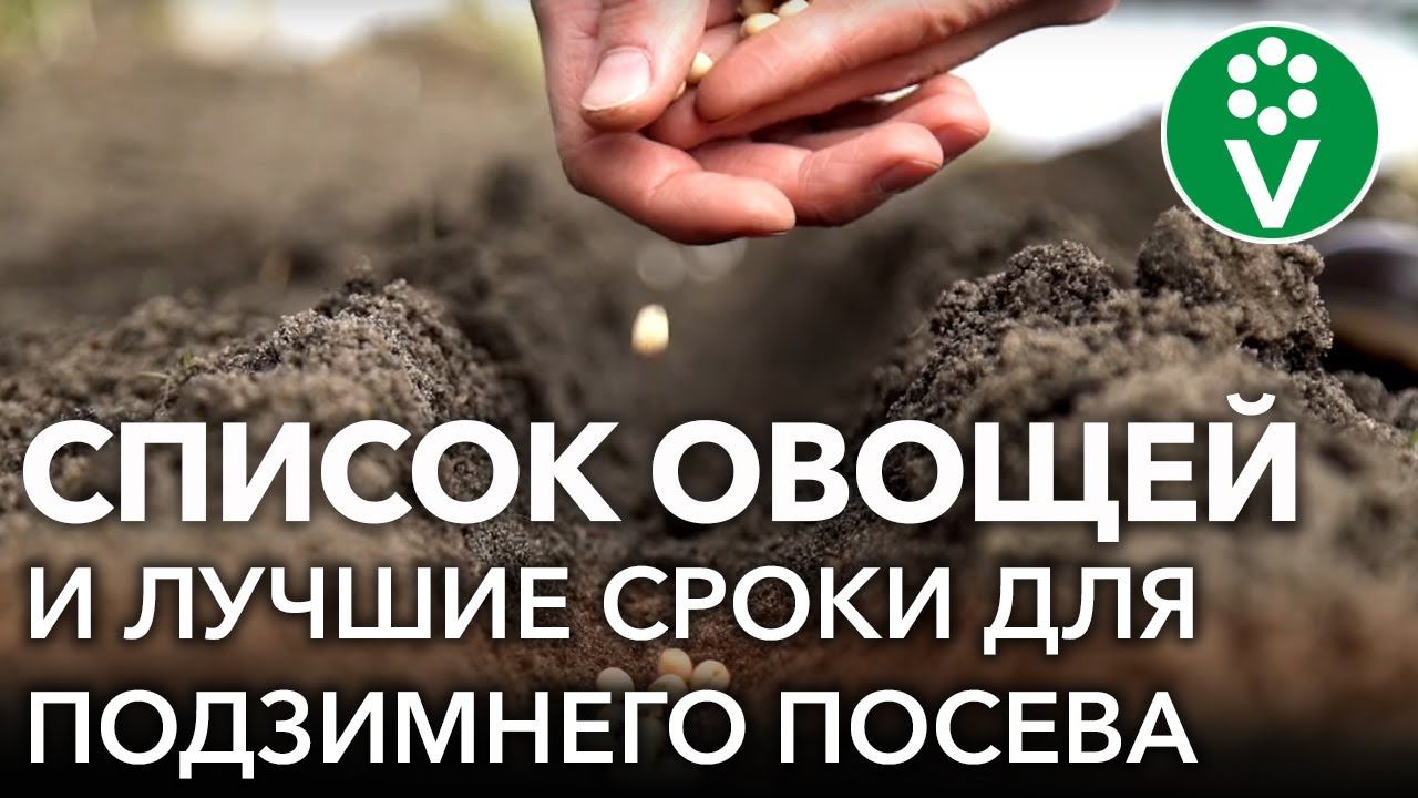СЕЮ СЕМЕНА ЭТИХ ОВОЩЕЙ ПОД ЗИМУ И ВСЕГДА ПОЛУЧАЮ ОТЛИЧНЫЙ УРОЖАЙ! Зачем и когда сеять семена осенью