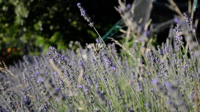 Nikon D5200 Video Test Capture - Kit Lenses - Butterflies and bees смотреть онлайн