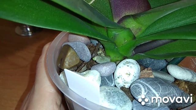 Орхидея Прошло чуть больше месяца после покупки и пересадки. смотреть онлайн