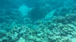 КРАСНОЕ МОРЕ ПОД ВОДОЙ / ЕГИПЕТ РАЗВЕЯЛ ВСЕ ПРЕДСТАВЛЕНИЯ О СЕБЕ