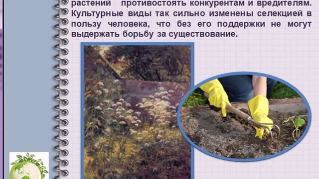 Агроценоз сельское хозяйство
