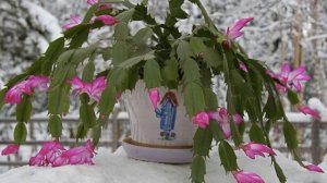 Какие приметы связаны с растением декабрист