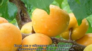 Абрикос Шалах