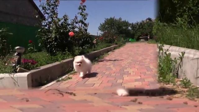 Female parti color pomeranian. Девочка пати колор померанского шпица. смотреть онлайн