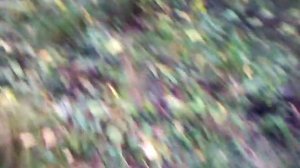 Грибы в МО в Сергиево-посадском районе, село Кучки (01.09.2014 16:31)