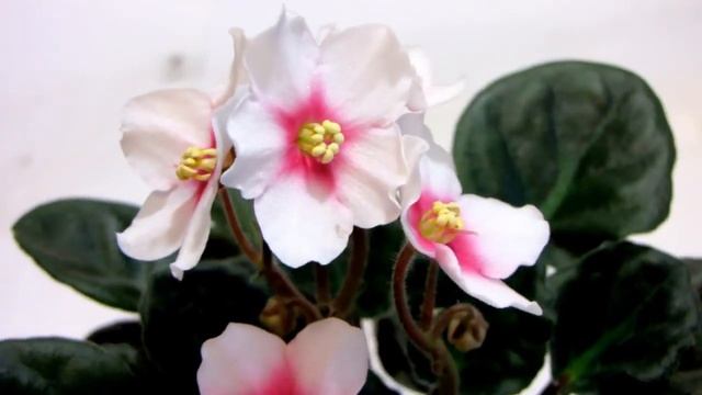 Humako Star Humako Хумако Стар Фиалка Стандарт смотреть онлайн