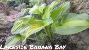 Хоста Lakeside banana bay