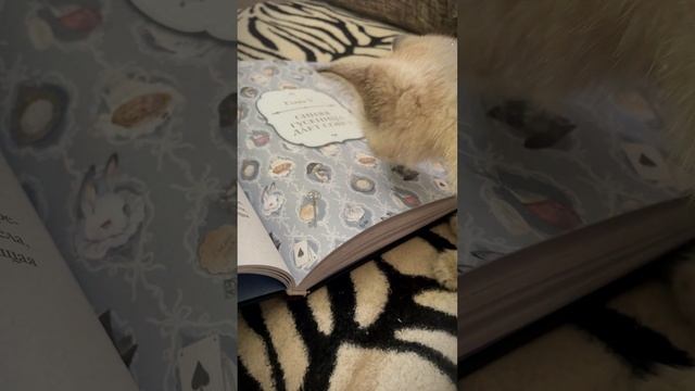 Подобрал бездомную кошку, ее знакомство с книгой