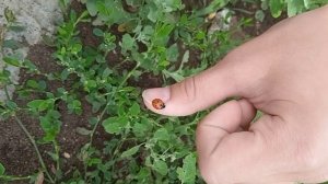 Божья коровка в Каменске-Уральском