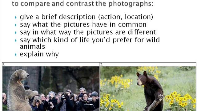 Compare 2 pictures. Животные сравнение ЕГЭ. Сравнение картинок животные ЕГЭ. Сравнение картинок ЕГЭ английский медведи. Задание на сравнение картинок ЕГЭ английский язык.