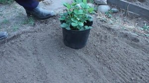 Клубника Эви-2