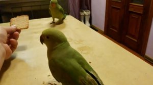 Приручение ожереловых попугаев к рукам .Taming necklace parrots to the hands.