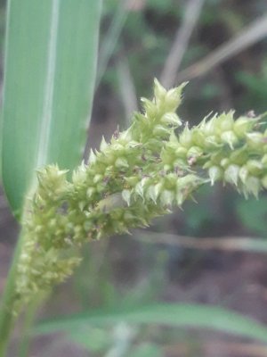 38. Ежовник обыкновенный - Echinochloa crus-galli