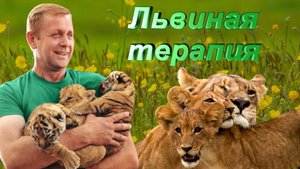 ОТЛИЧНОГО НАСТРОЕНИЯ!/ Это удивительно! Посмотрите сами. Ручные львы в парке "Тайган"