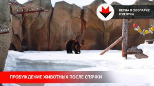 Пробуждение животных в зоопарке Ижевска