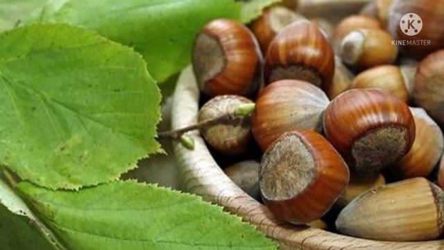 Фундук Ата-баба описание сорта. смотреть онлайн