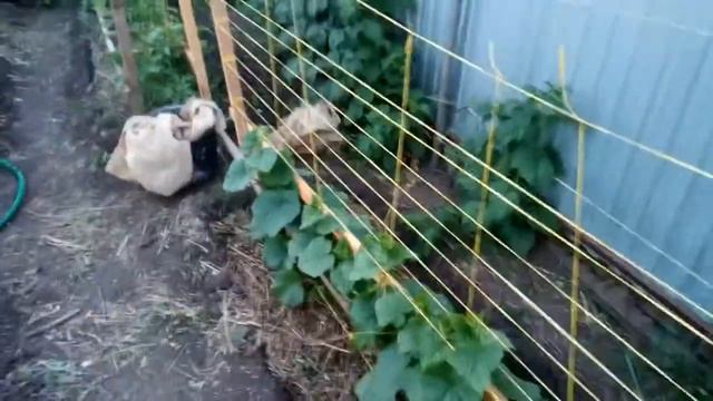 Специально для канала " стройка на болоте " как я издеваюсь над помидоры