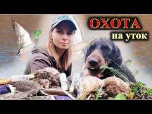 Охота на утку с подхода на карьере, дратхаар Азарт, девушка охотник