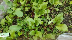 Сколько собрали семян свеклы - С трёх штук - май 2022