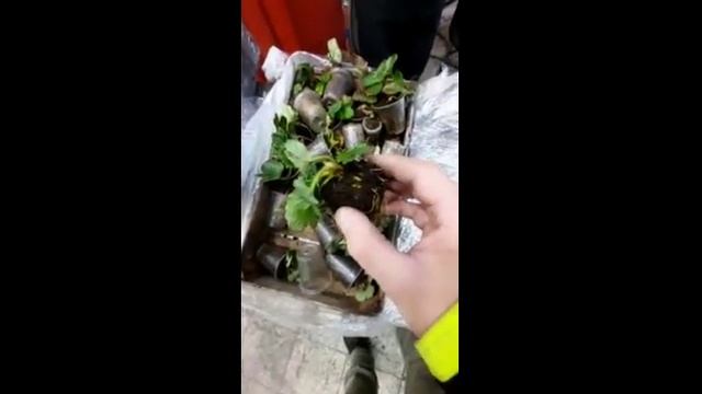 Отзыв о рассаде клубники. Из Крыма в Санкт-Петербург.