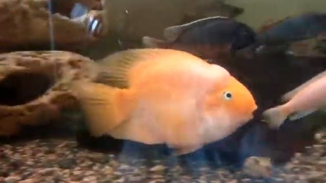 Цихлида попугай смотреть онлайн