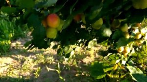 Абрикос Мелитопольский ранний