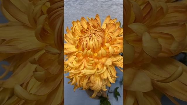 Цветы хризантемы. ? Купить рассаду. хризантема.su цветной каталог смотреть онлайн