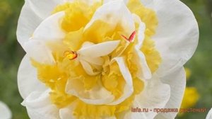 Нарцисс махровый Вествард (narcissus nartsiss) ? обзор: как сажать, луковицы нарциссы Вествард