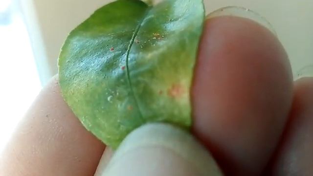 Красный паутинный клещ! ? Чем обрабатываю? смотреть онлайн